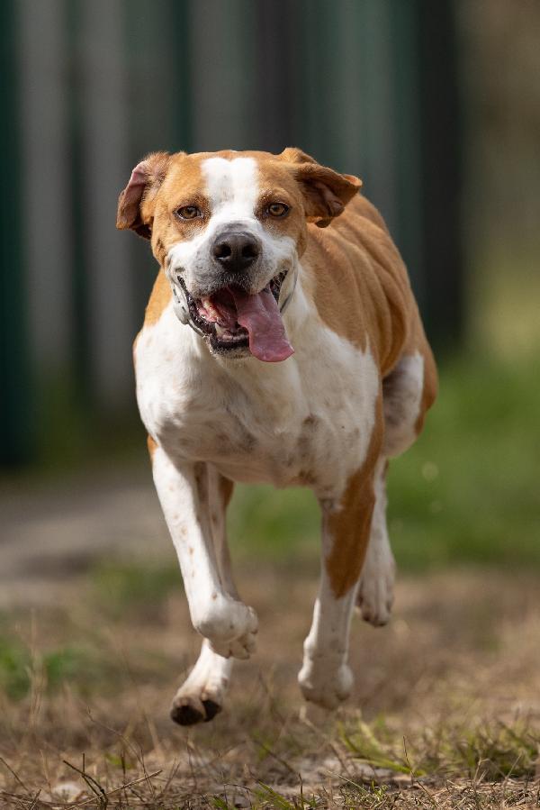 Amadeo giovane, stupendo mix Pointer, cerca adozione  Foto 3
